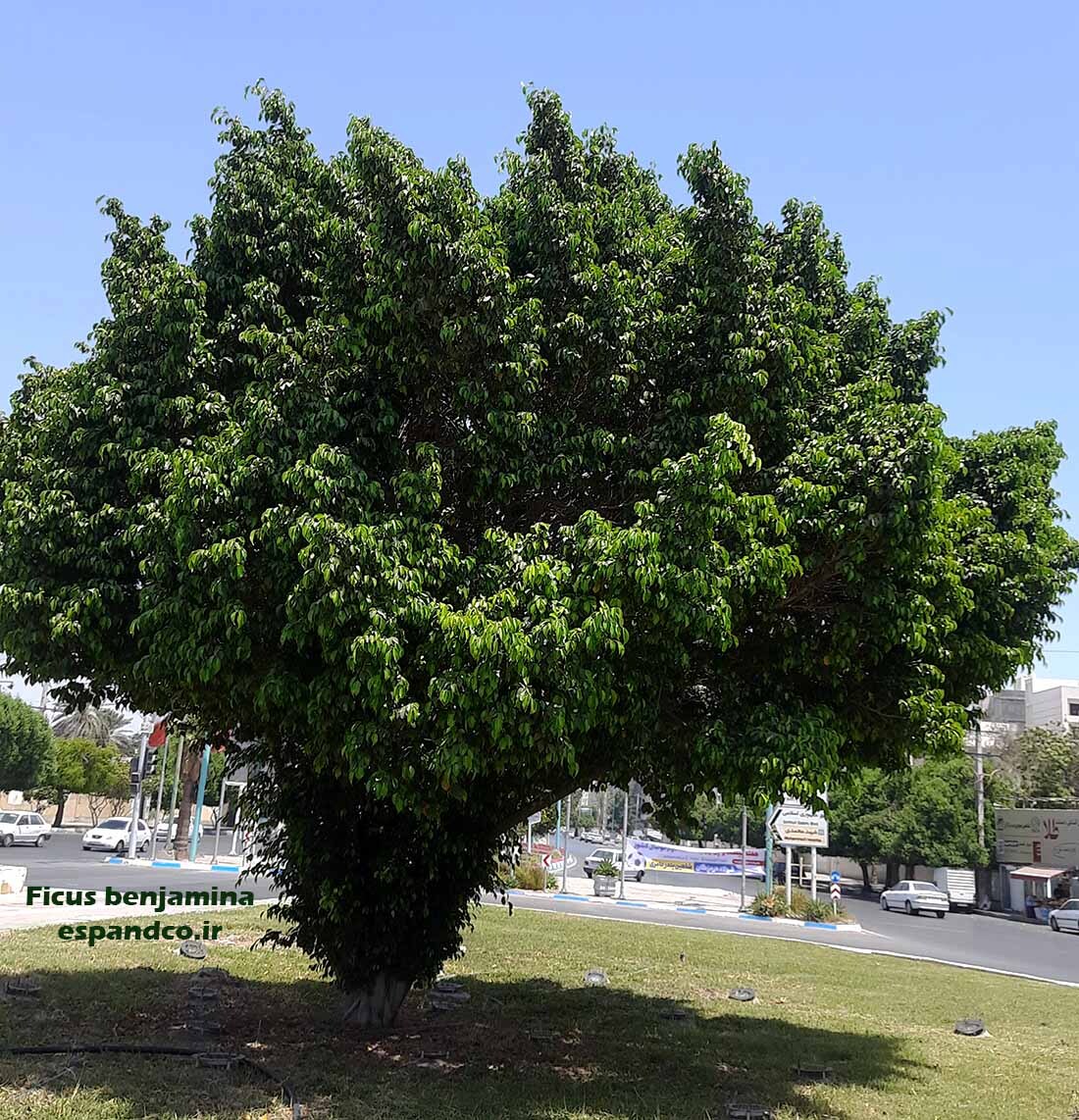  درخت بنجامین 